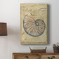 Seashell Ephemera II Premium Gallery Wrapped Canvas - Ready to Hang