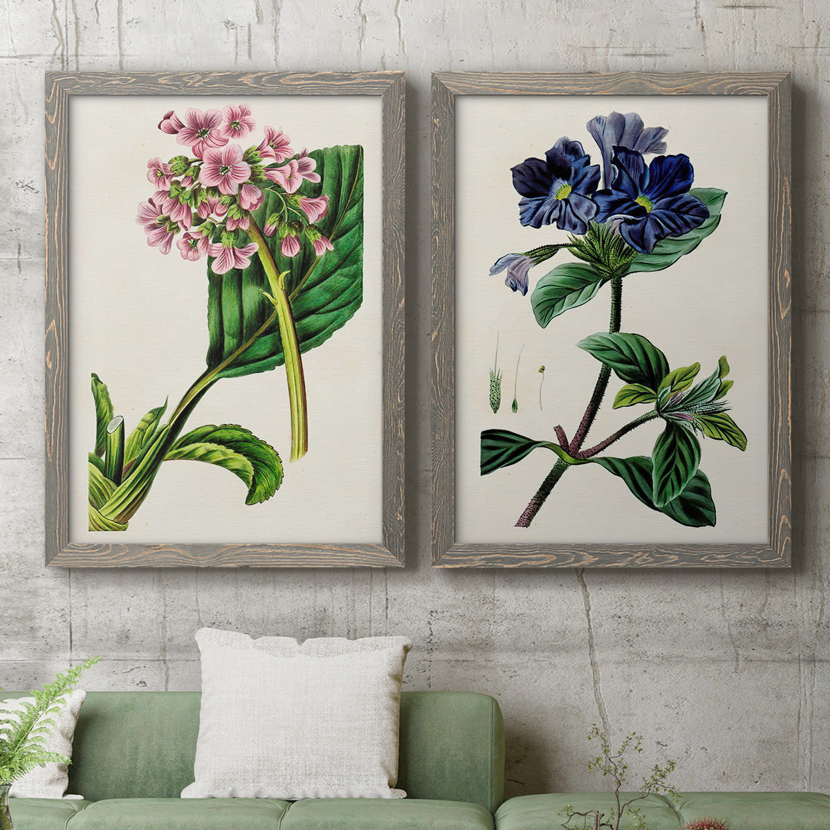 Set of two gray barnwood framed canvas prints depicting a coordinated art pair of colorful flowering plant specimens rendered as antique botanical plate illustrations above a sofa in a modern living room.