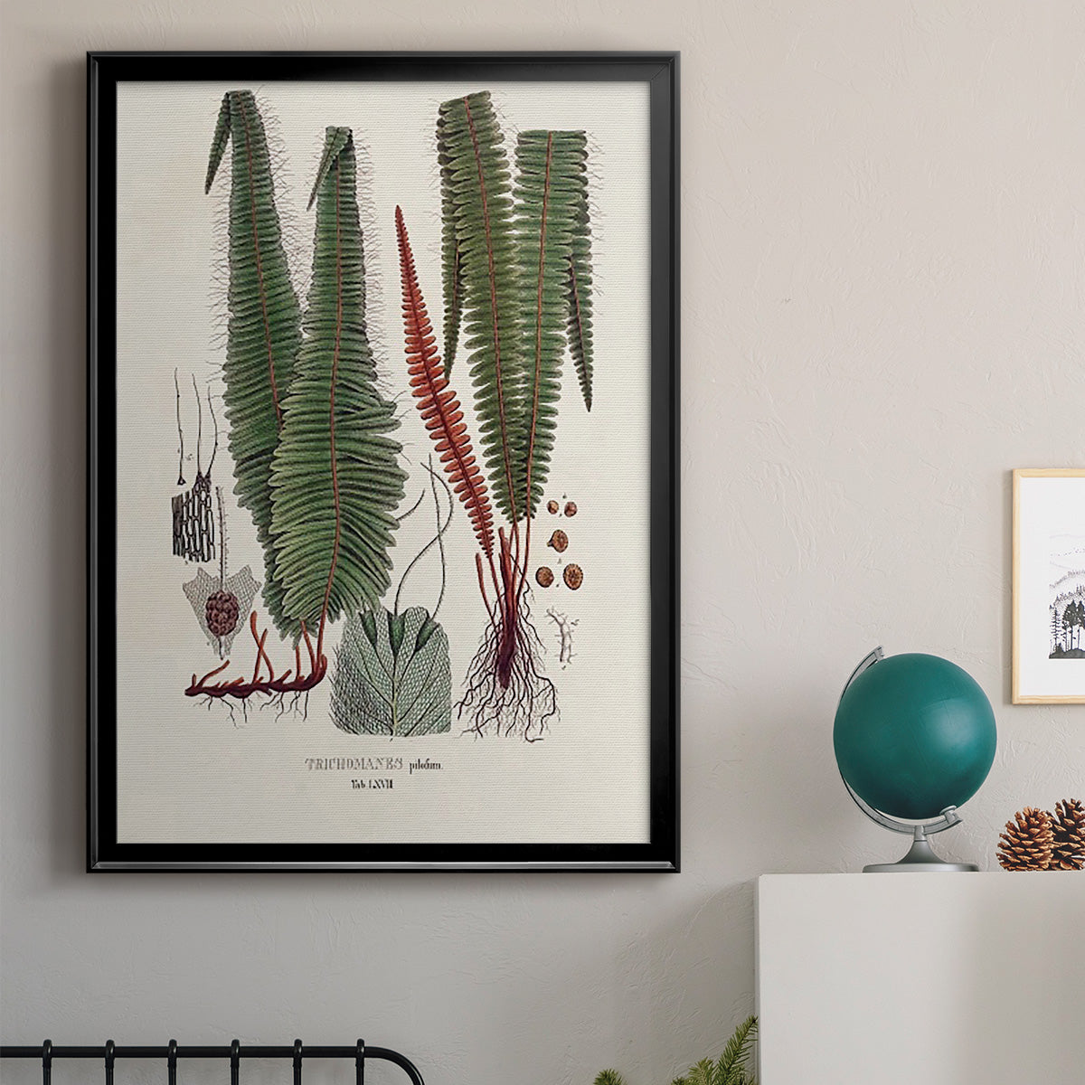 Botanical Society Ferns IV - Modern Framed Canvas Print