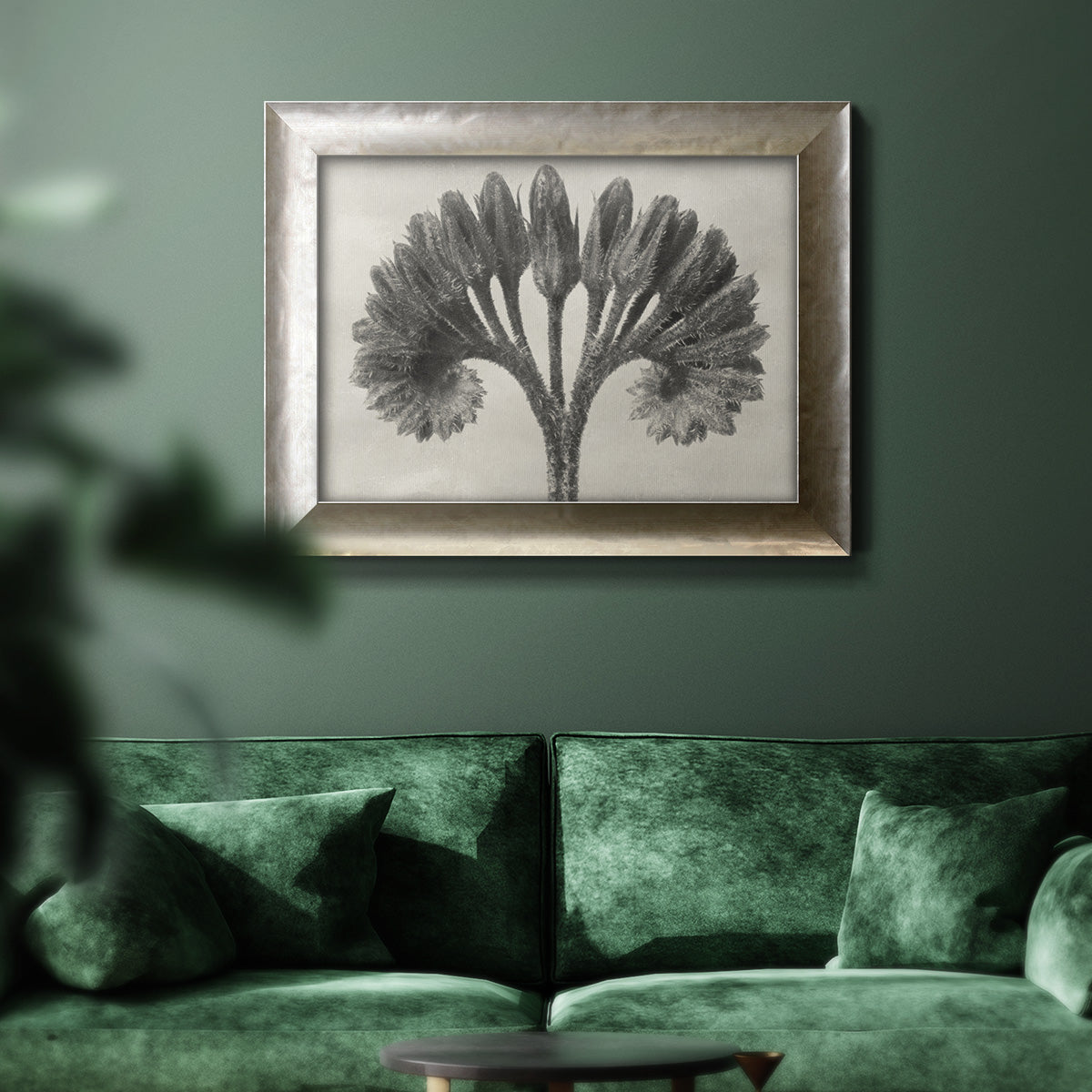 Vintage botanical plant study photograph by Karl Blossfeldt in an ornate mottled silver frame displayed in a dark-toned interior setting.