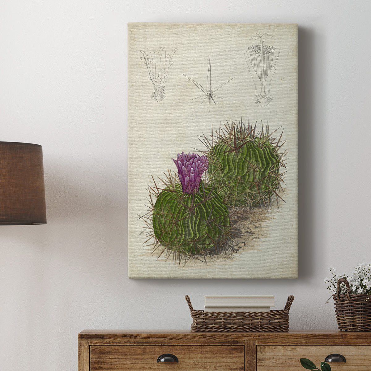 Antique Cactus II Premium Gallery Wrapped Canvas - Ready to Hang