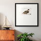 Golden Mallard Premium Framed Print Double Matboard