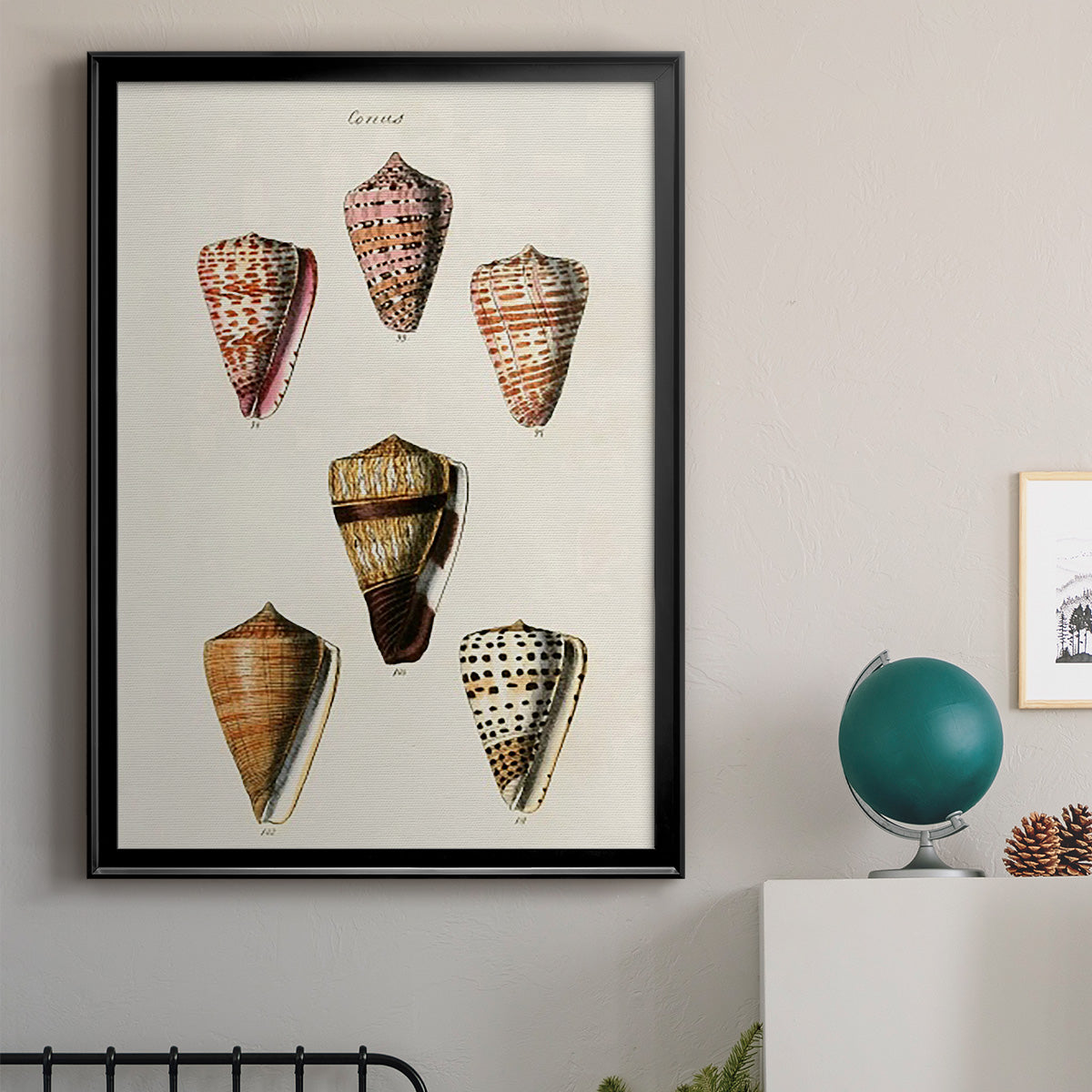 Cone Shell Collection IV - Modern Framed Canvas Print