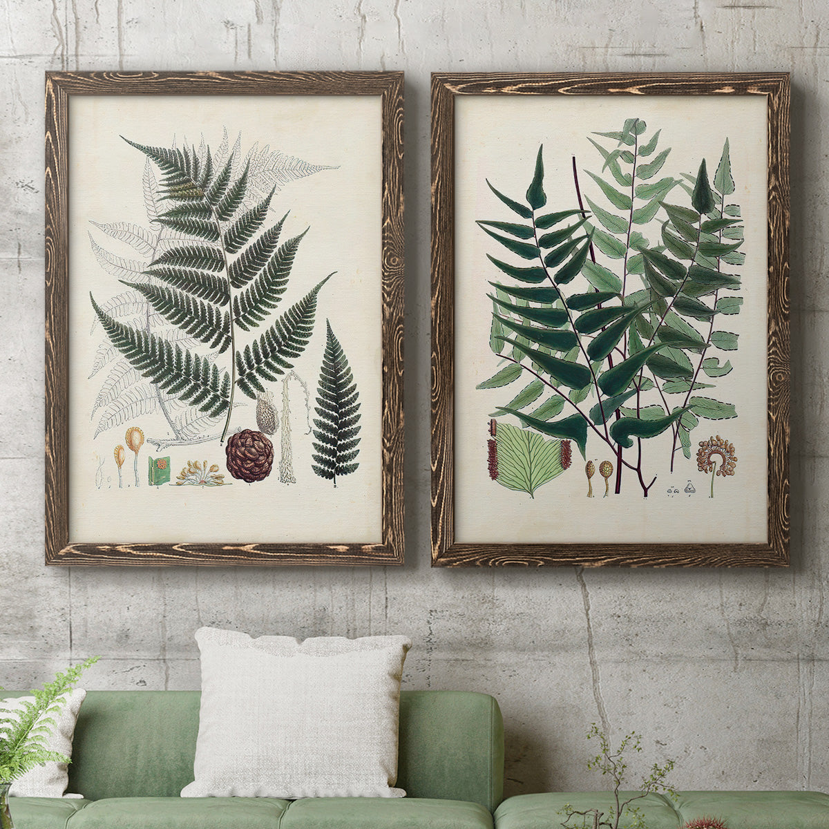 Set of two walnut barnwood framed canvas prints depicting a coordinated art pair of vintage fern specimens with botanical details rendered as natural-history fern plates above a sofa in a modern living room.