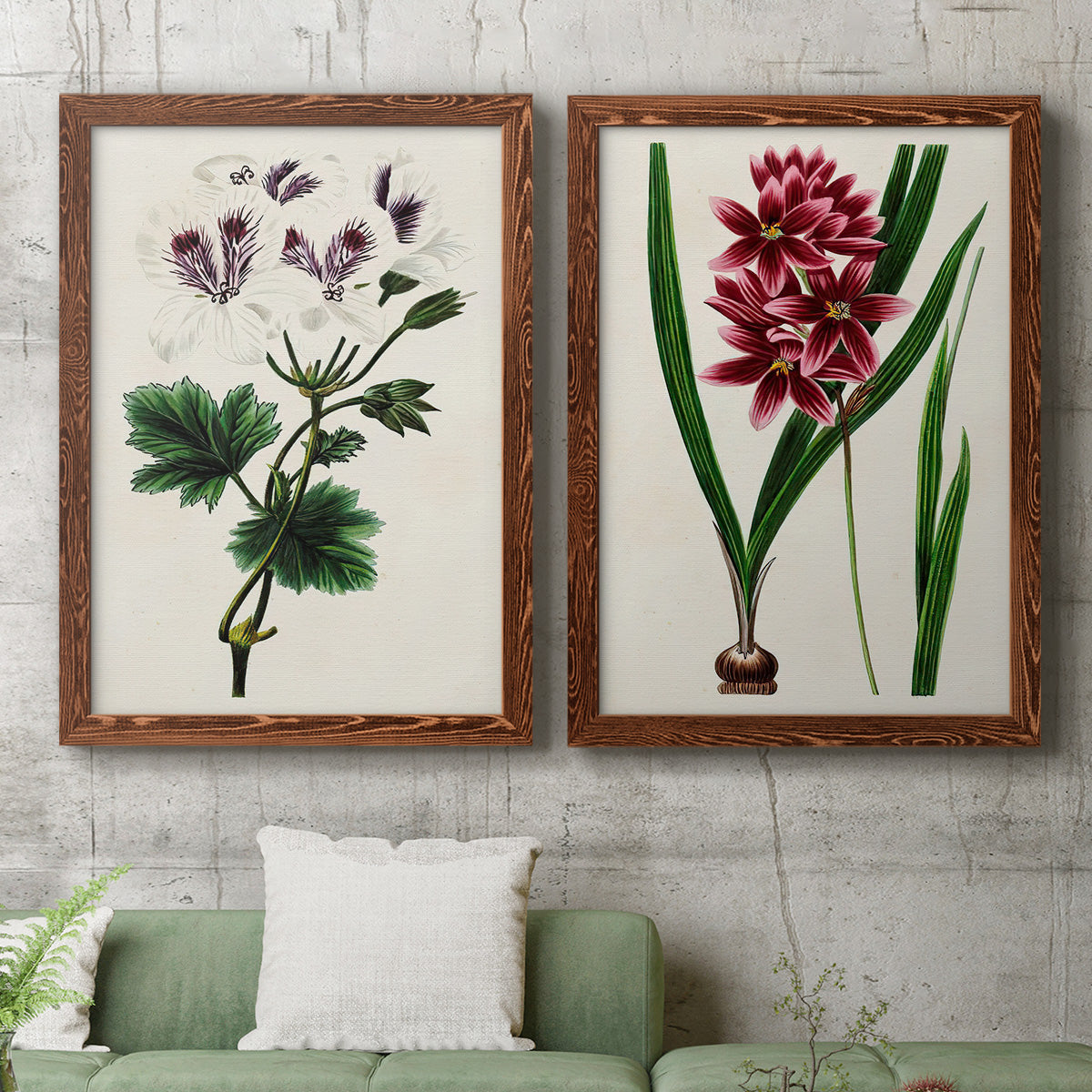 Set of two maple barnwood framed canvas prints depicting a coordinated art pair of colorful flowering plant specimens rendered as antique botanical plate illustrations above a sofa in a modern living room.