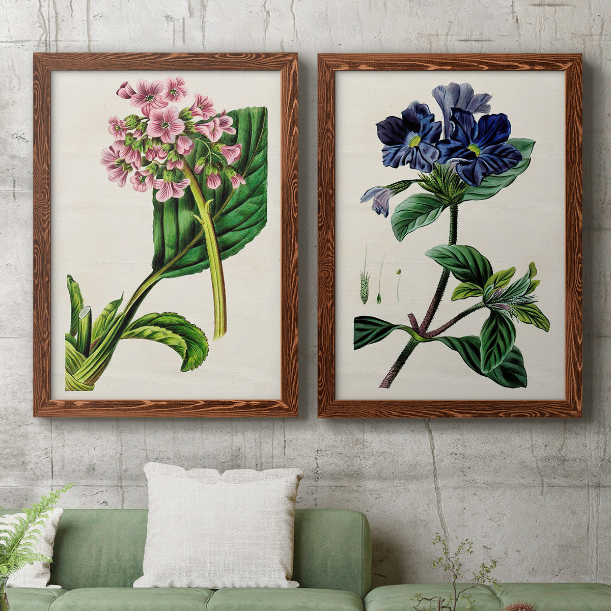 Set of two maple barnwood framed canvas prints depicting a coordinated art pair of colorful flowering plant specimens rendered as antique botanical plate illustrations above a sofa in a modern living room.