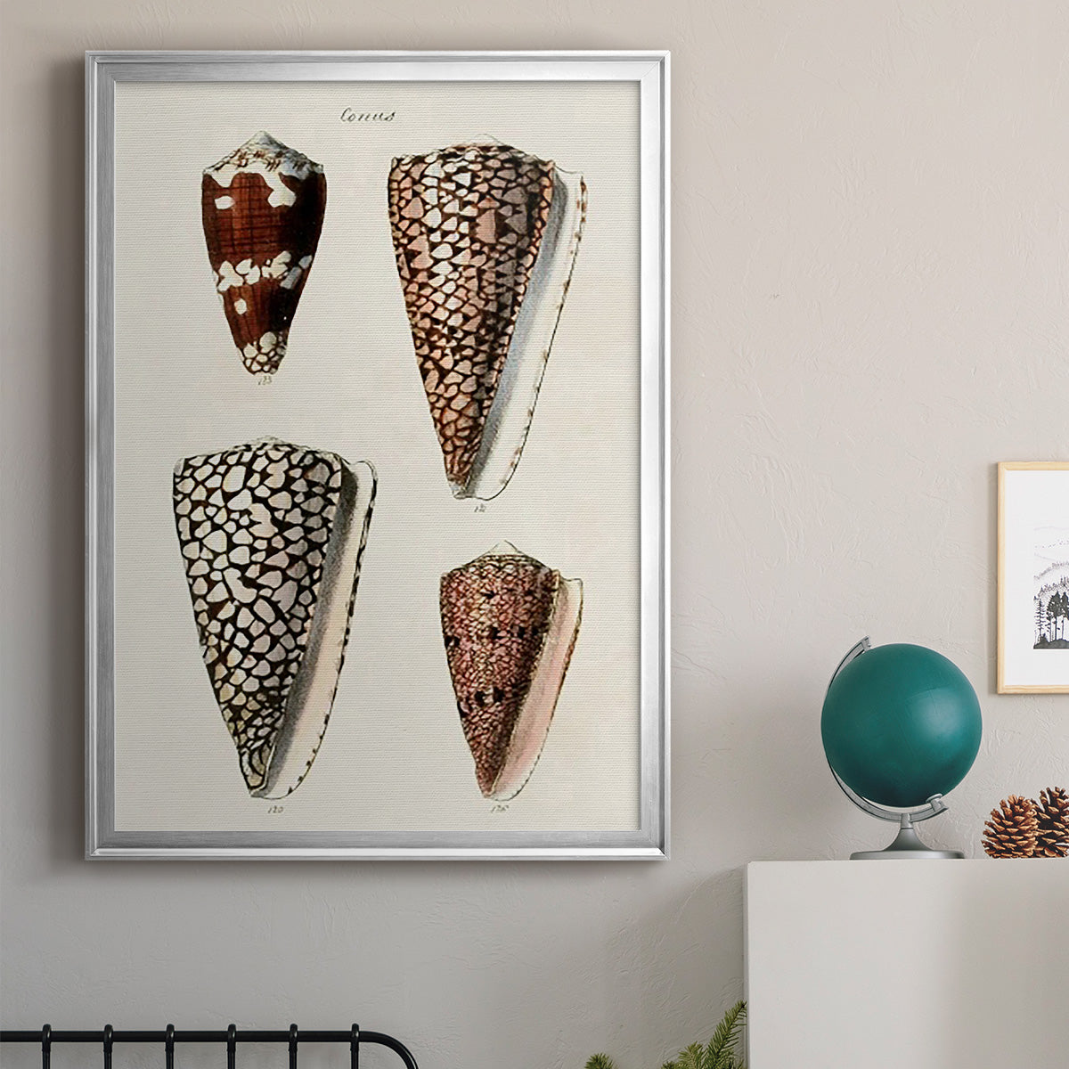 Cone Shell Collection I - Modern Framed Canvas Print