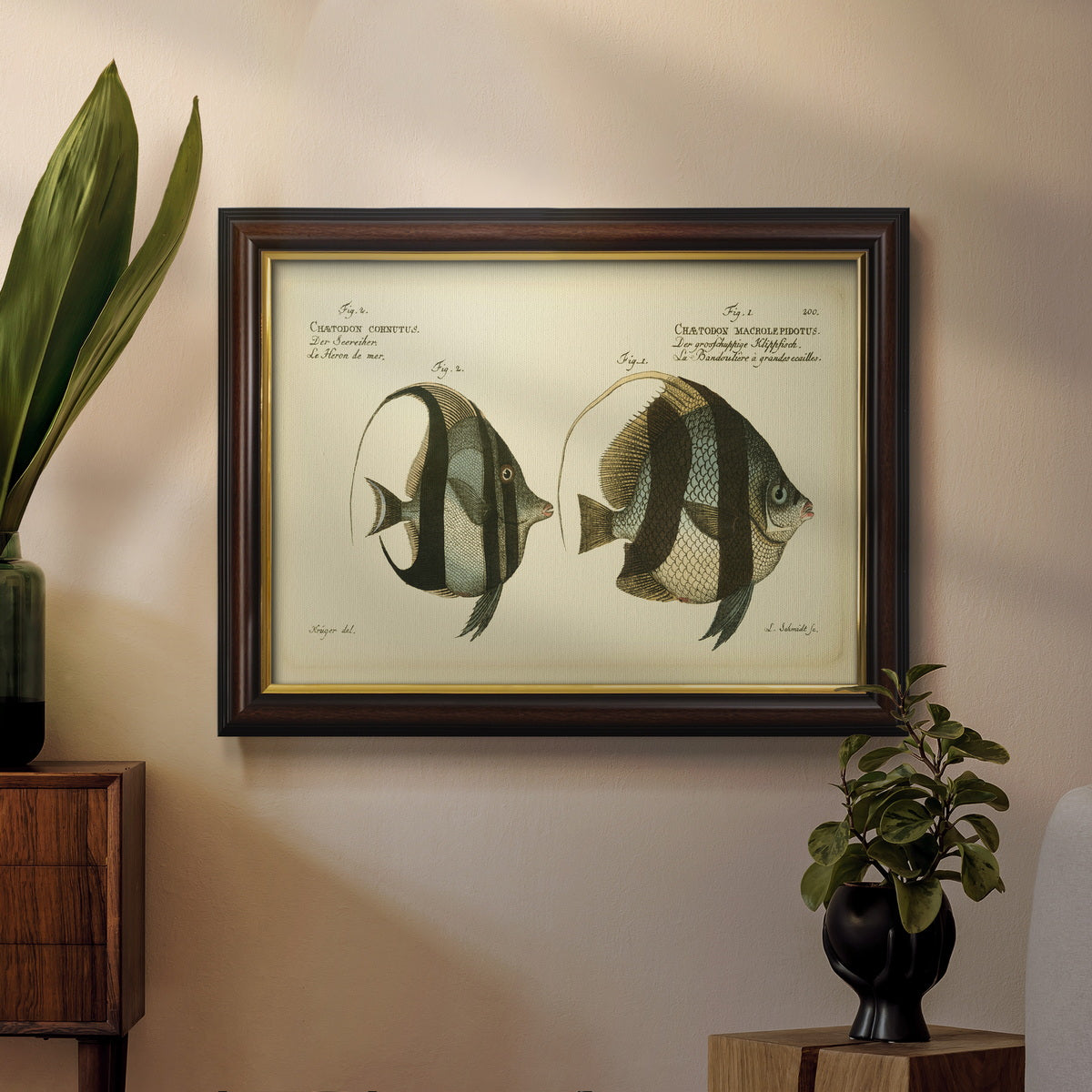 Bloch Antique Fish I Premium Framed Canvas- Ready to Hang