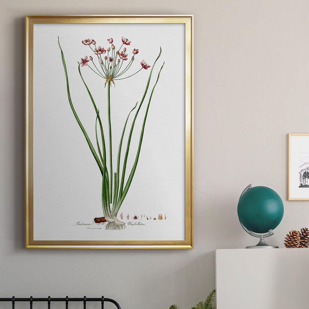 Rose Botanical II - Modern Framed Canvas Print