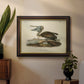 Audubons Brown Pelican - Ornate Framed Canvas Print