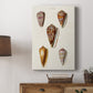 Cone Shell Collection VI Premium Gallery Wrapped Canvas - Ready to Hang