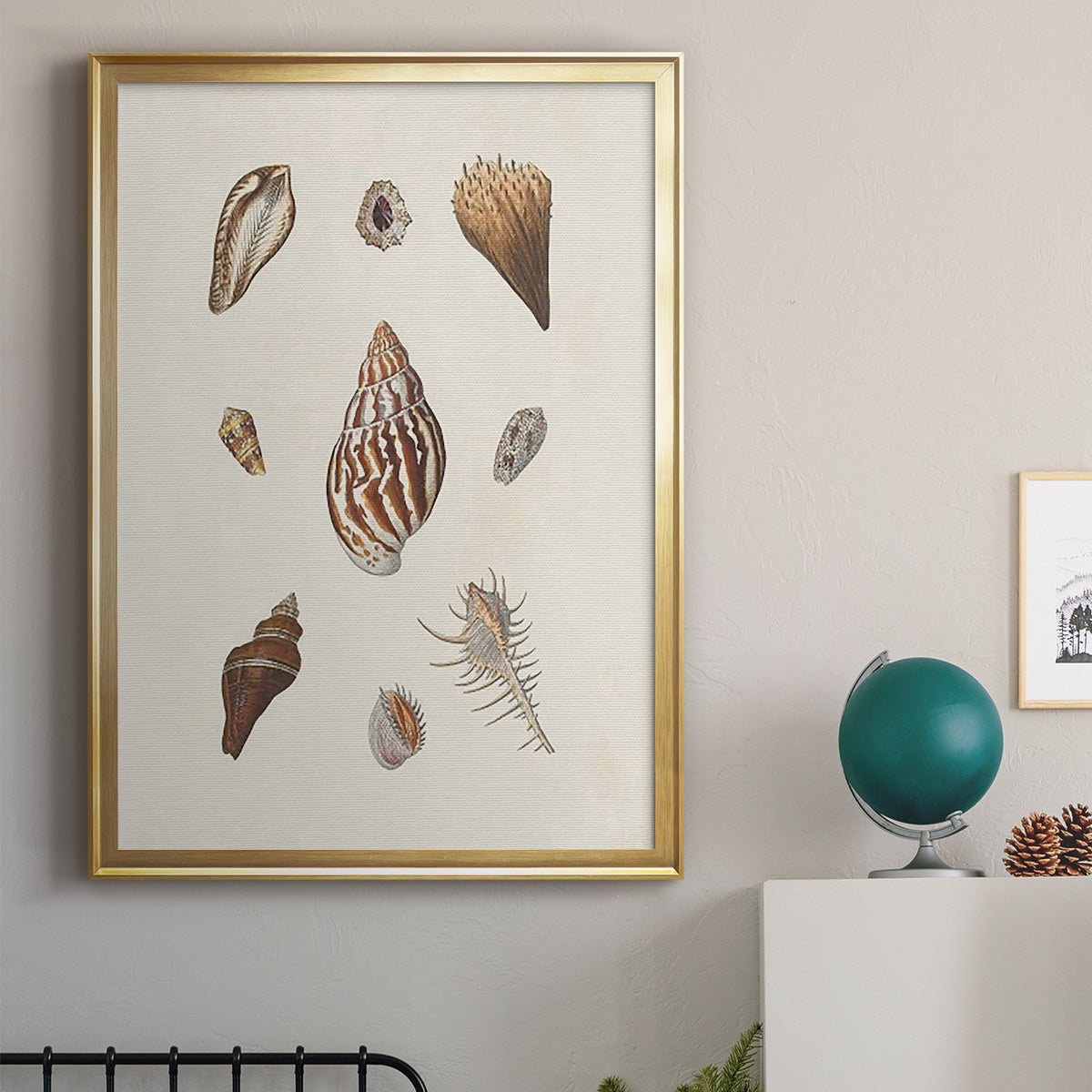 Knorr Shells & Coral IX - Modern Framed Canvas Print