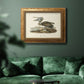 Audubons Brown Pelican - Ornate Framed Canvas Print