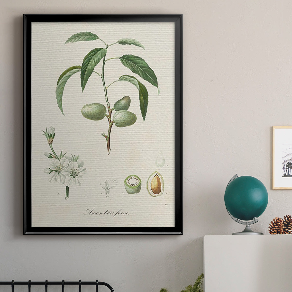 Antique Almond Botanical I - Modern Framed Canvas Print