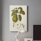 Vintage Pears IV Premium Gallery Wrapped Canvas - Ready to Hang