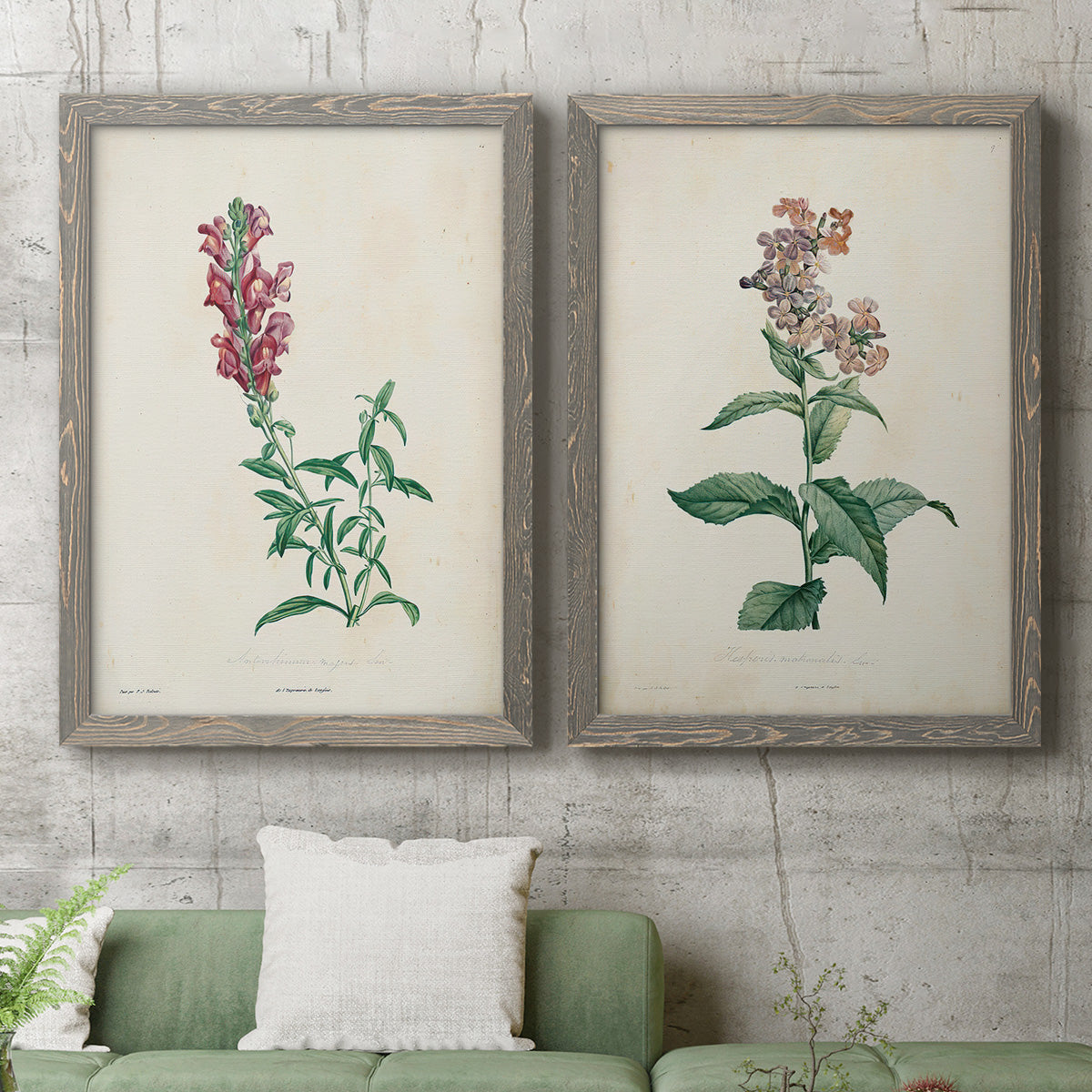 Set of two gray barnwood framed canvas prints depicting antique floral illustrations featuring a tall red bloom and a clustered mauve flower above a sofa in a modern living room.