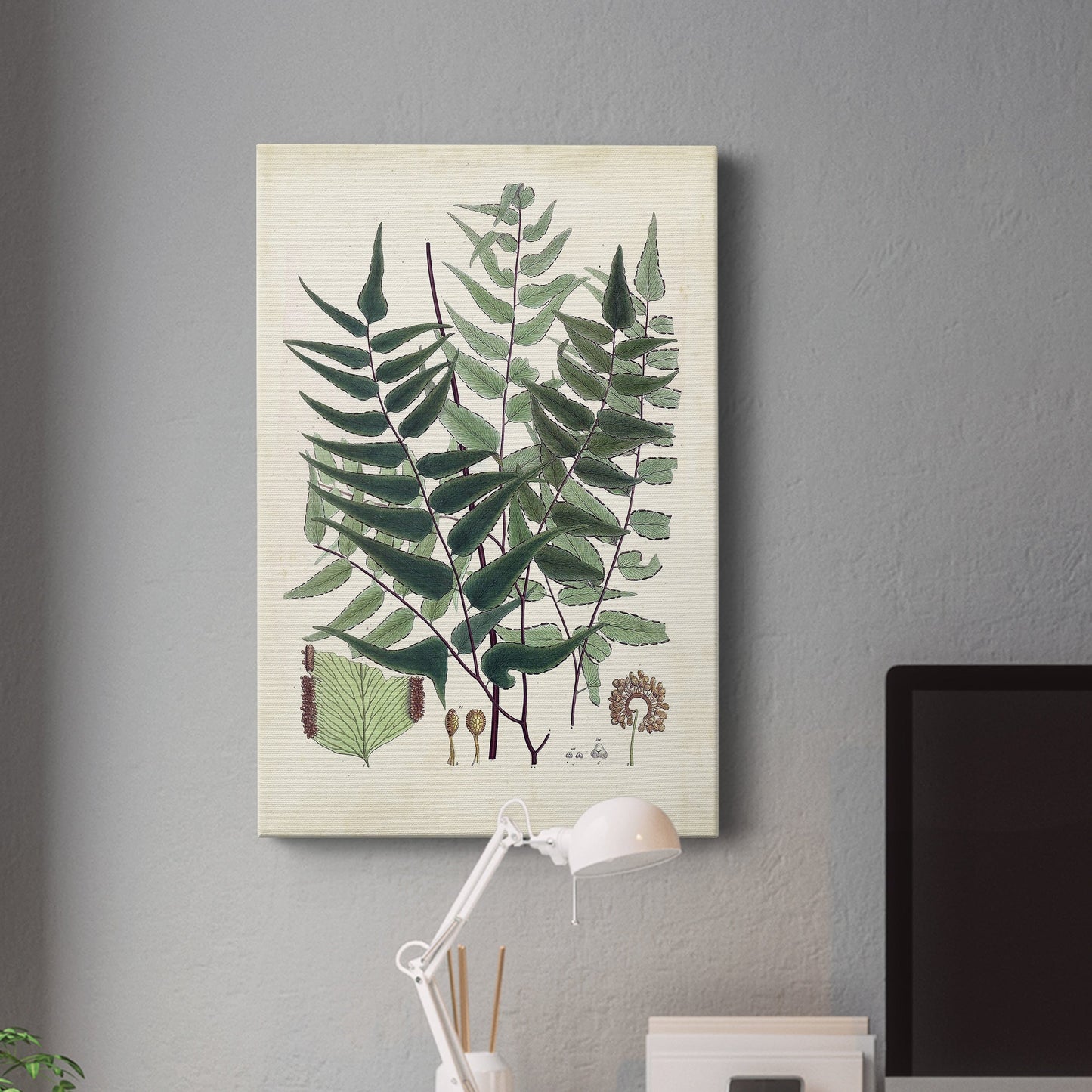 Collected Ferns VII Premium Gallery Wrapped Canvas - Ready to Hang