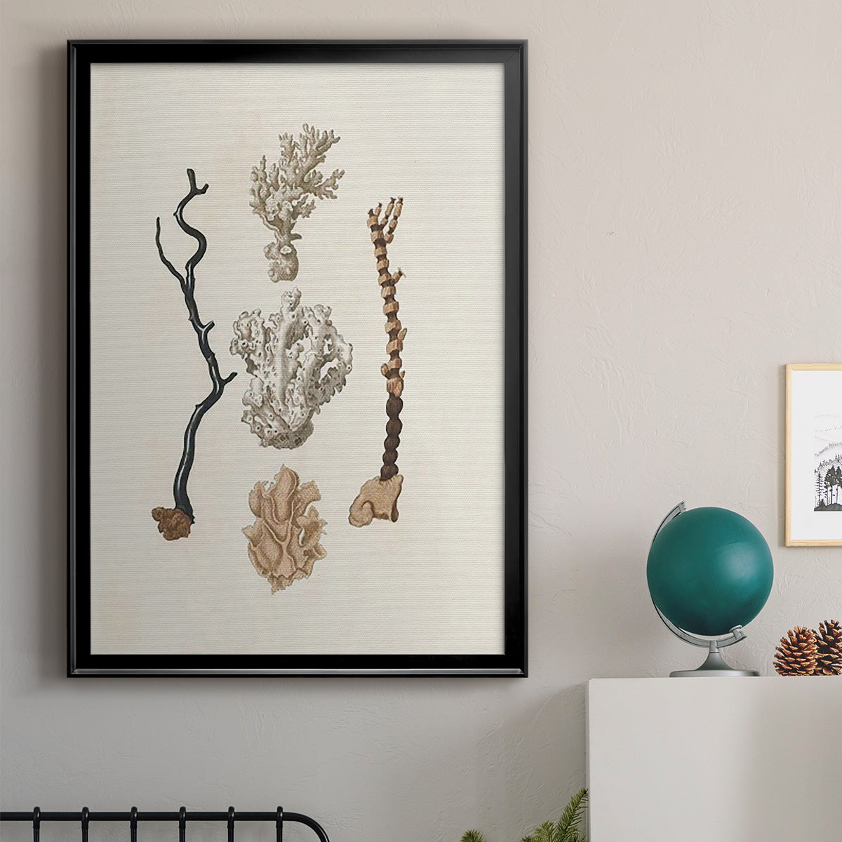 Knorr Shells & Coral V - Modern Framed Canvas Print