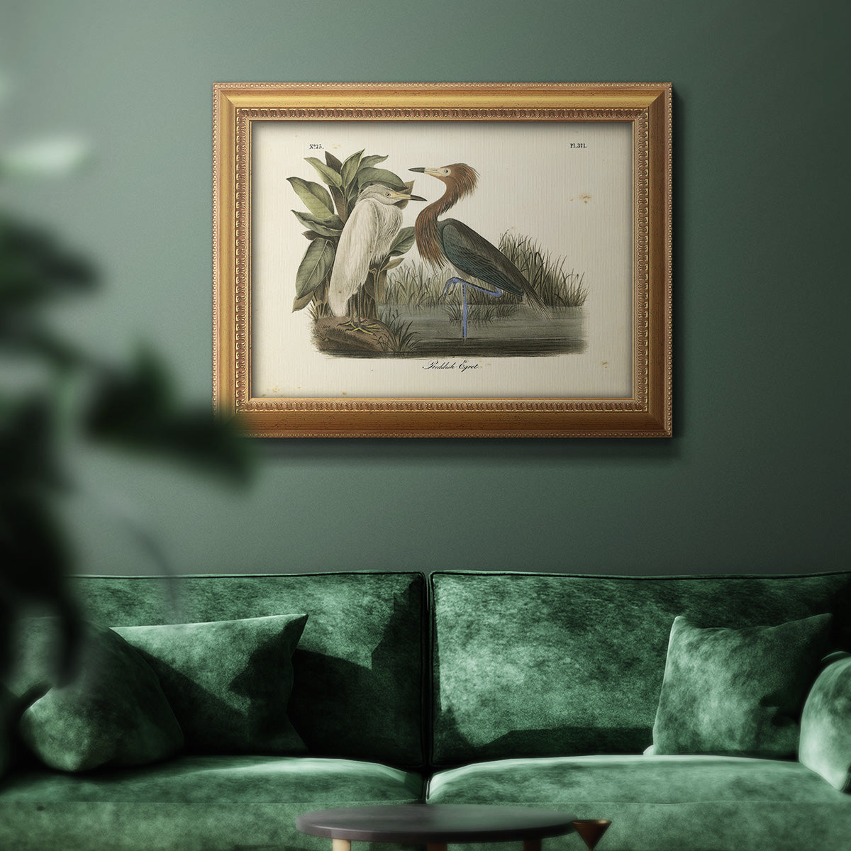 Audubons Reddish Egret Premium Framed Canvas- Ready to Hang