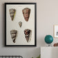 Cone Shell Collection III - Modern Framed Canvas Print