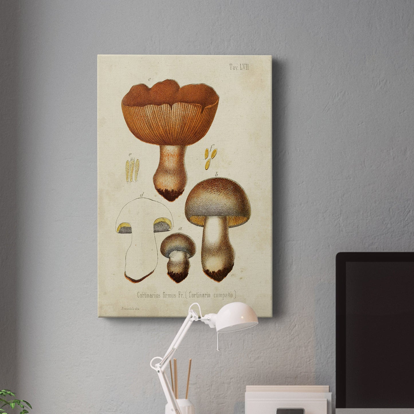 Mushroom Varieties I Premium Gallery Wrapped Canvas - Ready to Hang