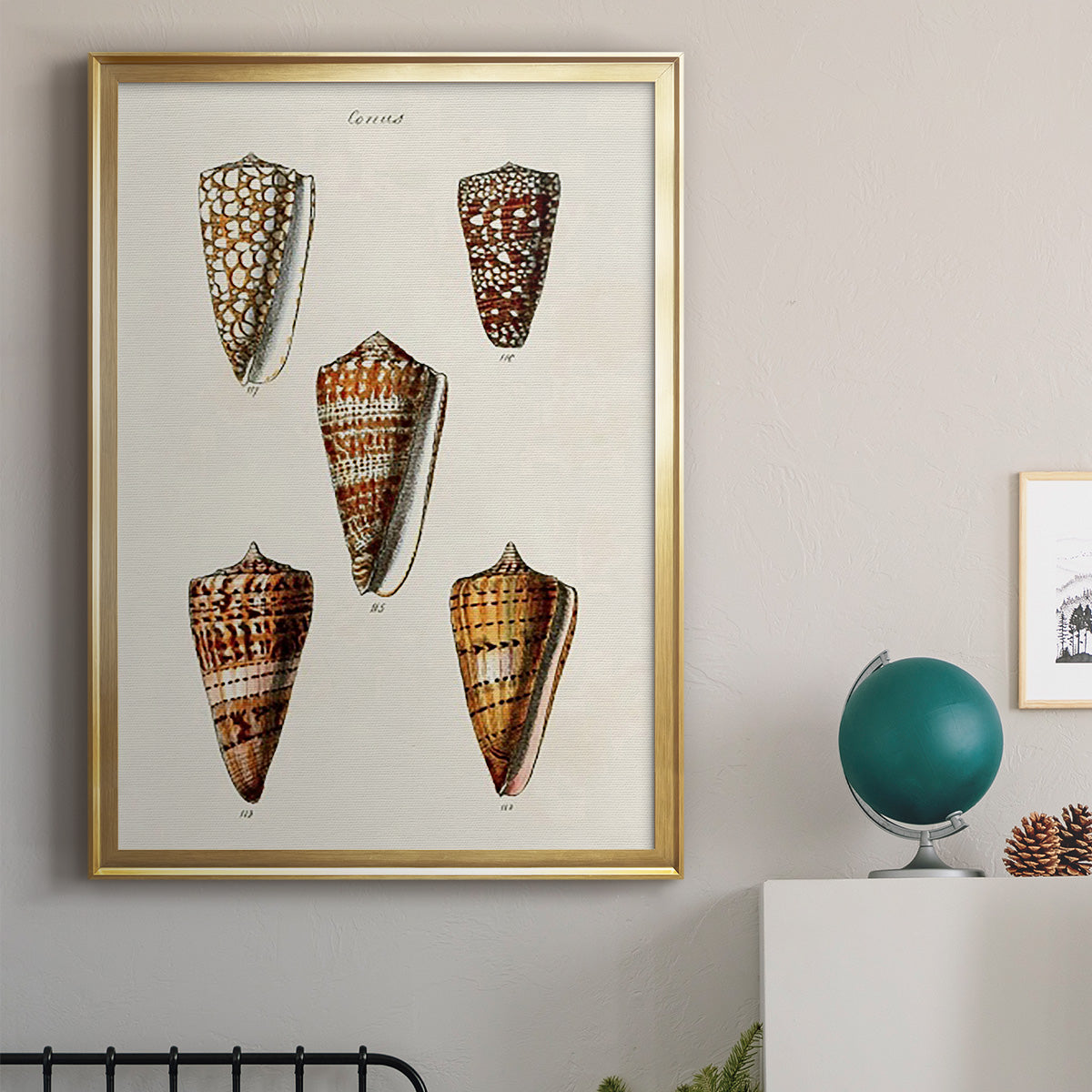 Cone Shell Collection II - Modern Framed Canvas Print