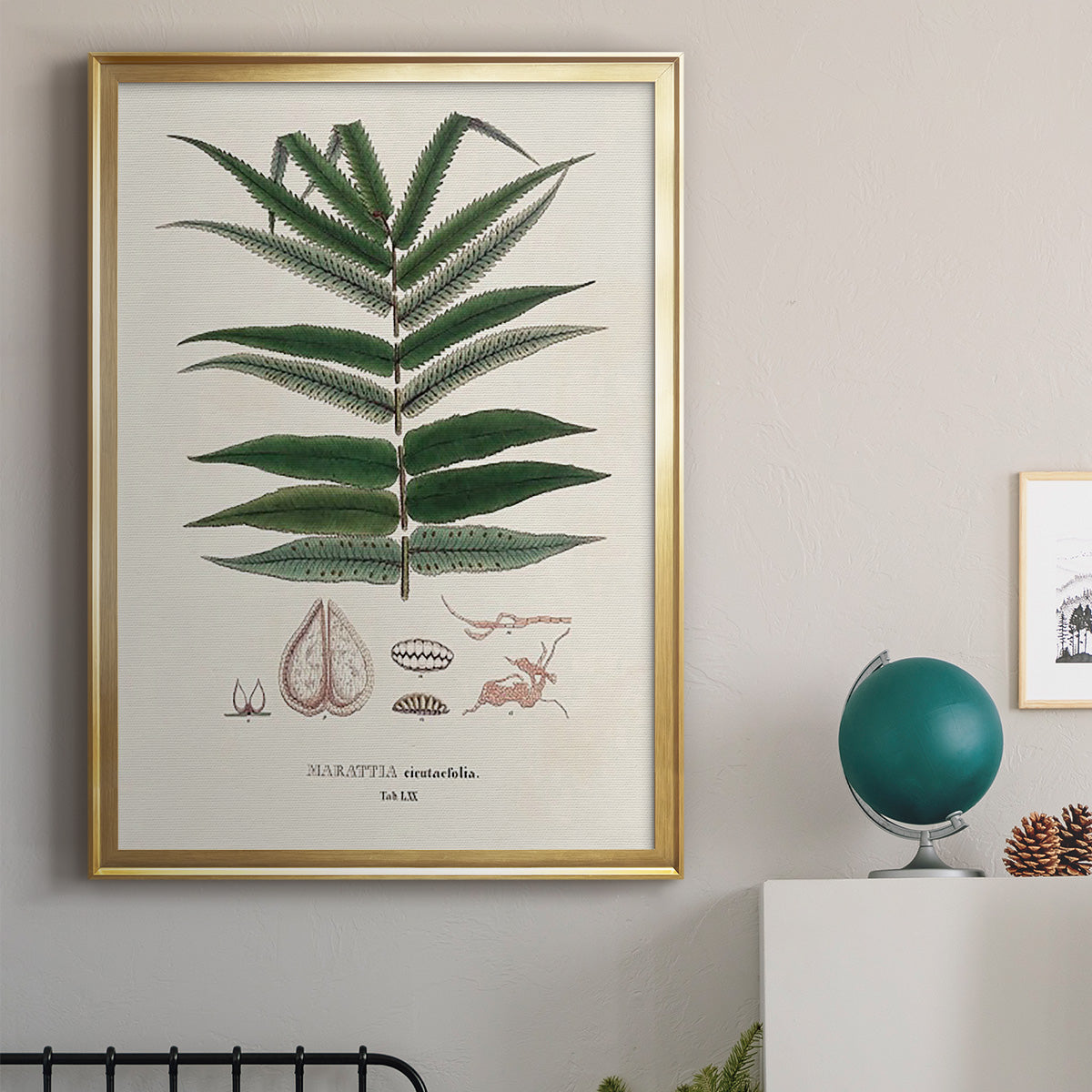 Botanical Society Ferns XII - Modern Framed Canvas Print