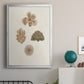 Knorr Shells & Coral VIII - Modern Framed Canvas Print