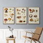 Mushroom Species I - Framed Premium Gallery Wrapped Canvas L Frame 3 Piece Set - Ready to Hang