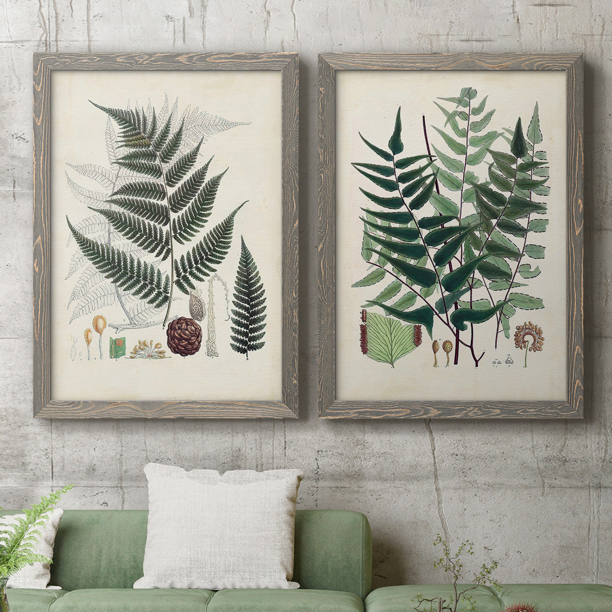 Set of two gray barnwood framed canvas prints depicting a coordinated art pair of vintage fern specimens with botanical details rendered as natural-history fern plates above a sofa in a modern living room.