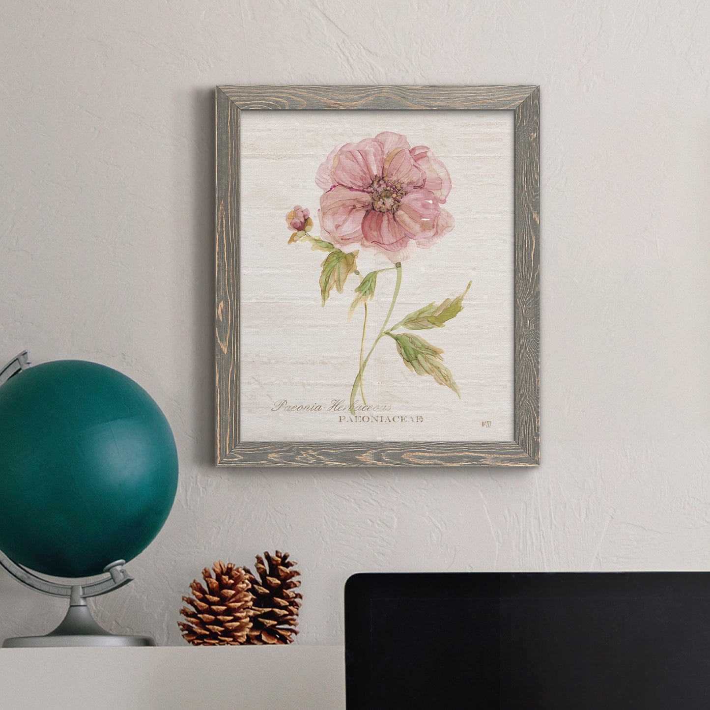 Soft Peony - Premium Canvas Framed in Barnwood - Ready to Hang