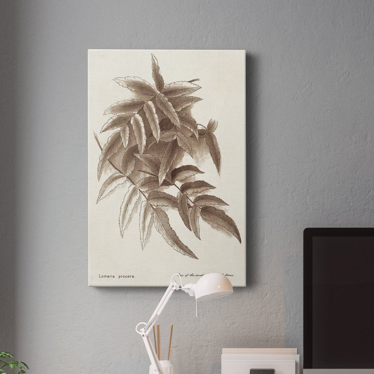 Sepia Fern Varieties IV Premium Gallery Wrapped Canvas - Ready to Hang