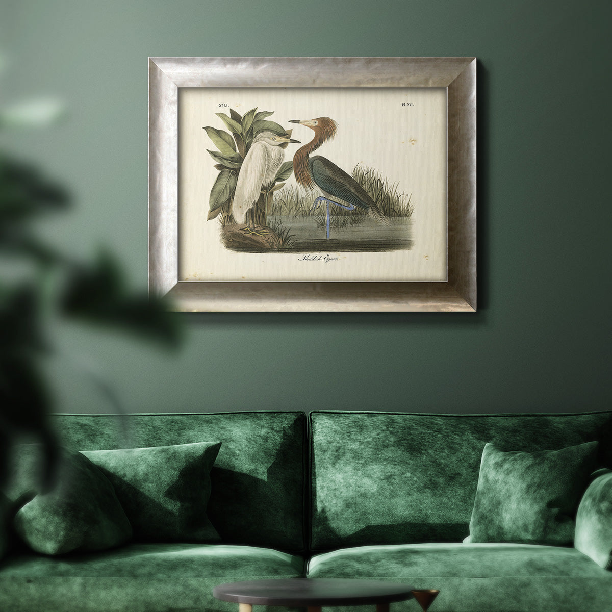 Audubons Reddish Egret Premium Framed Canvas- Ready to Hang