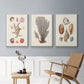 Knorr Shells & Coral I - Framed Premium Gallery Wrapped Canvas L Frame 3 Piece Set - Ready to Hang