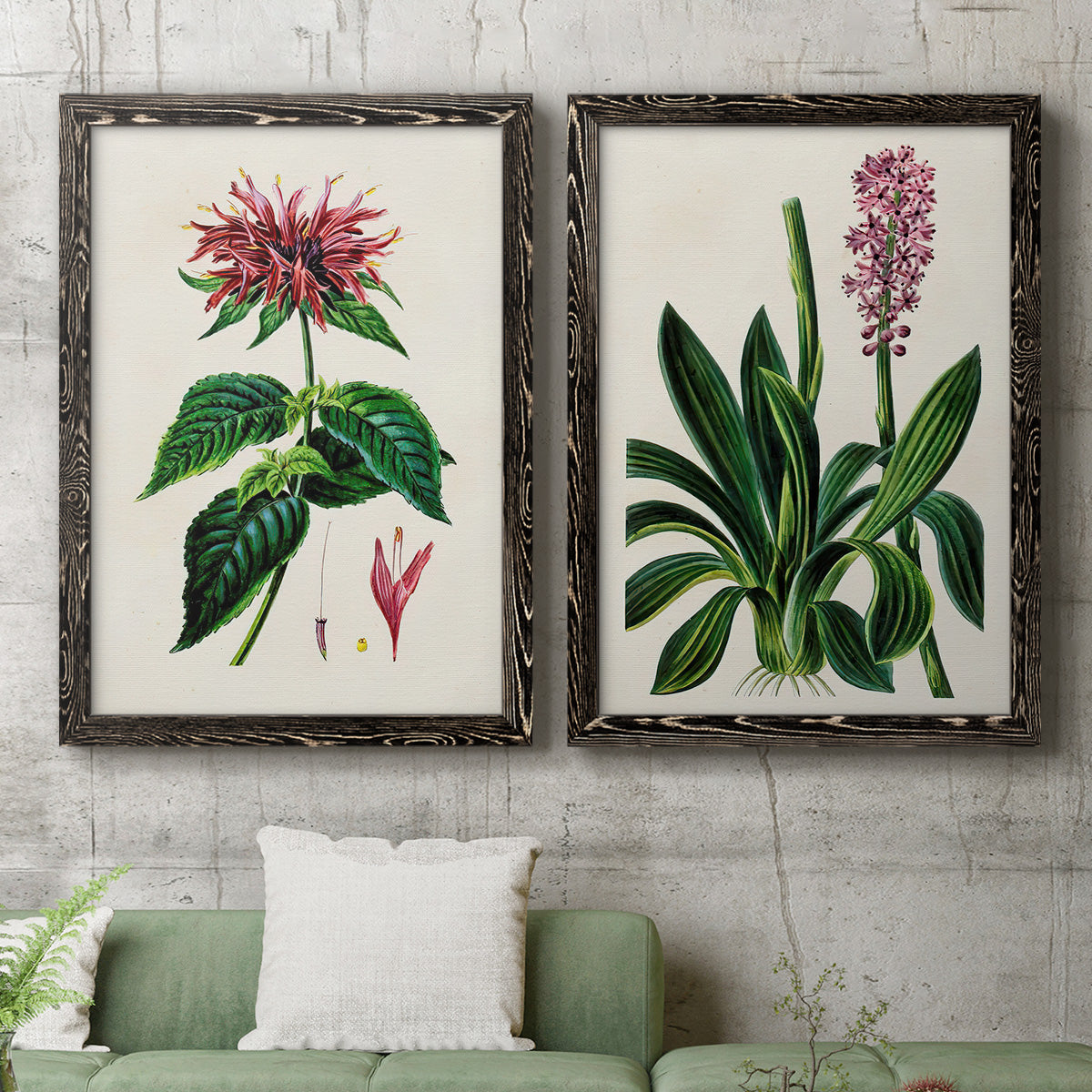 Set of two black barnwood framed canvas prints depicting a coordinated art pair of colorful flowering plant specimens rendered as antique botanical plate illustrations above a sofa in a modern living room.