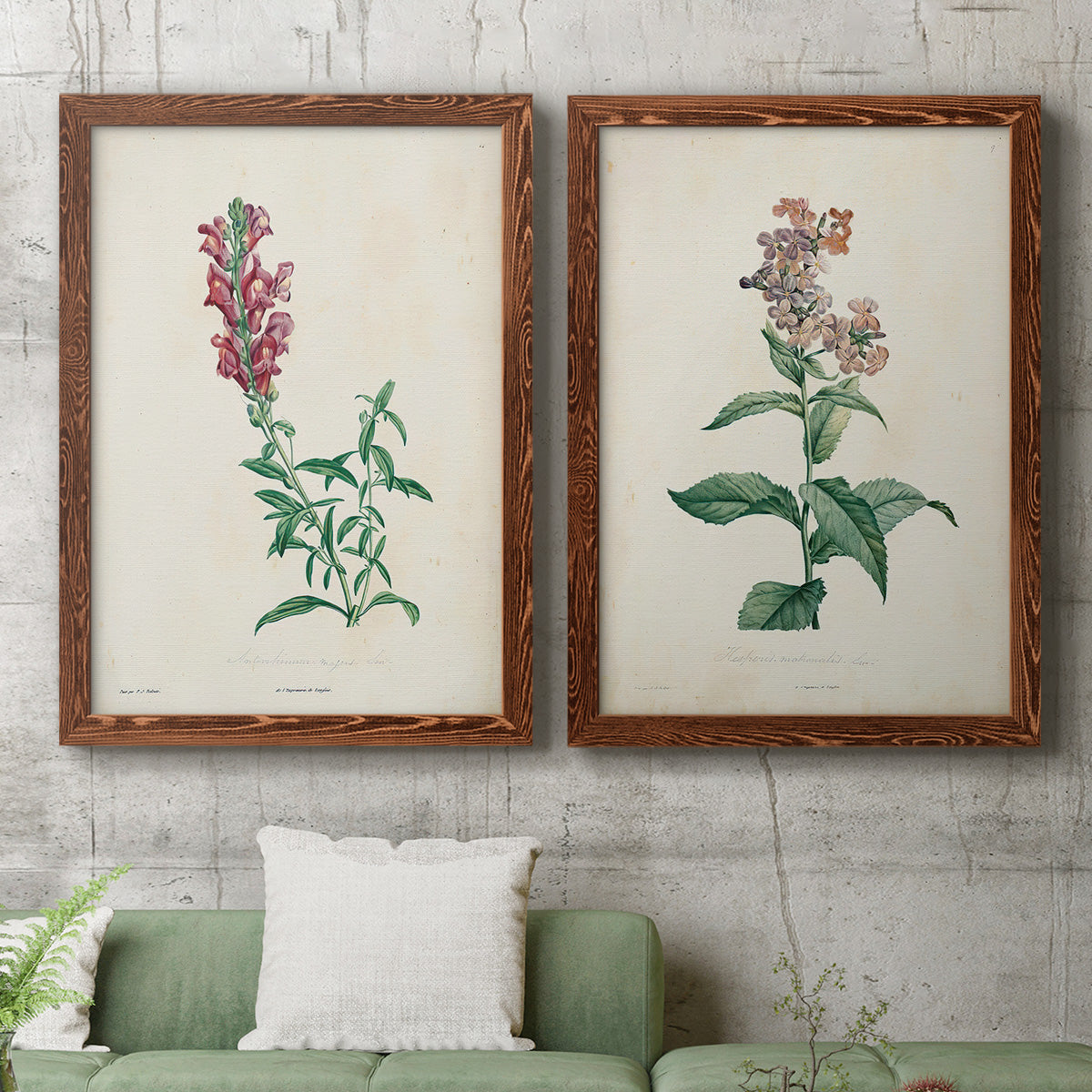 Set of two maple barnwood framed canvas prints depicting antique floral illustrations featuring a tall red bloom and a clustered mauve flower above a sofa in a modern living room.