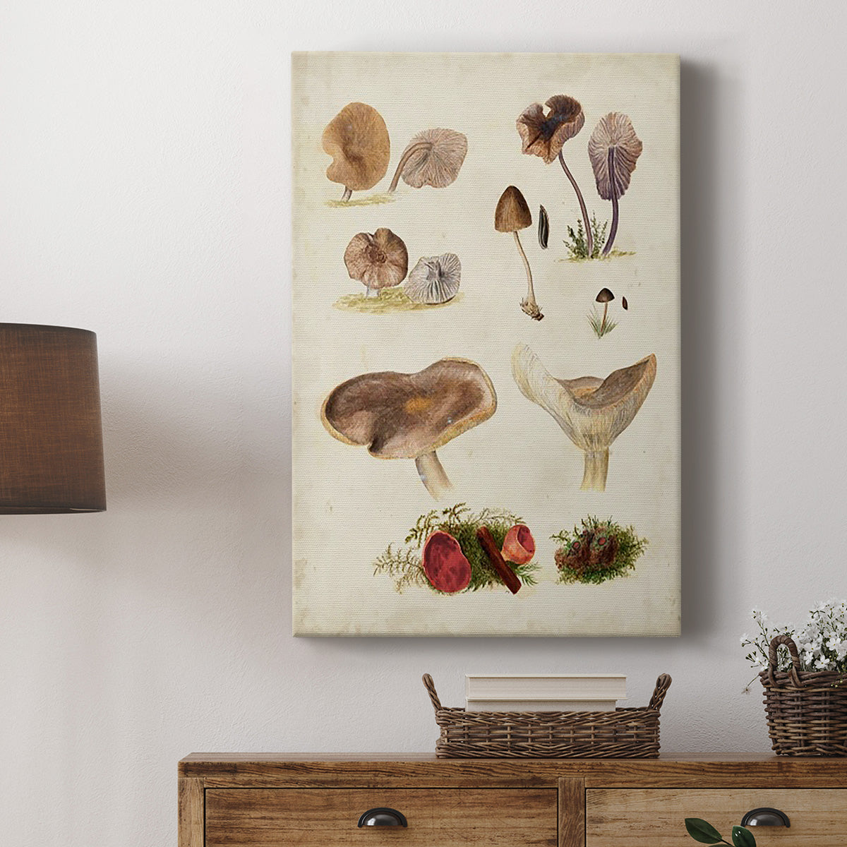 Mushroom Species III - Canvas Art Print