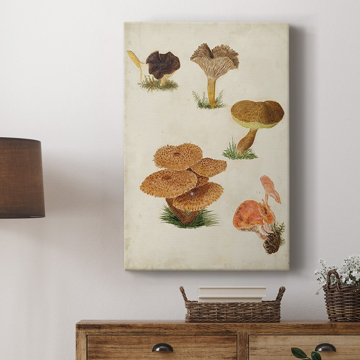 Mushroom Species V - Canvas Art Print