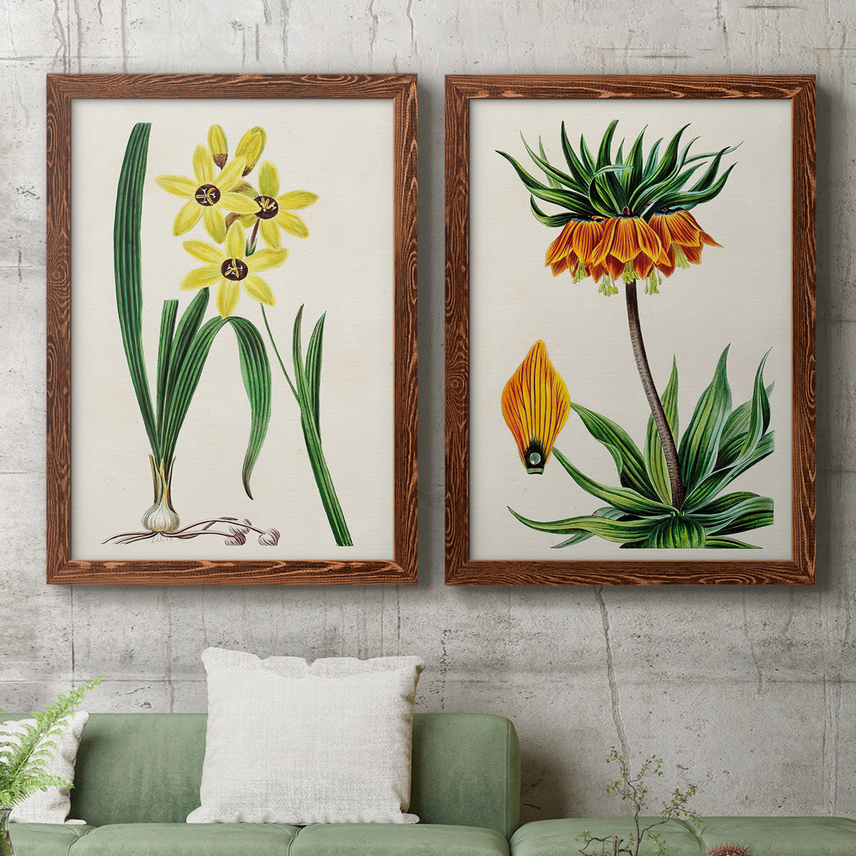 Set of two maple barnwood framed canvas prints depicting a coordinated art pair of colorful flowering plant specimens rendered as antique botanical plate illustrations above a sofa in a modern living room.