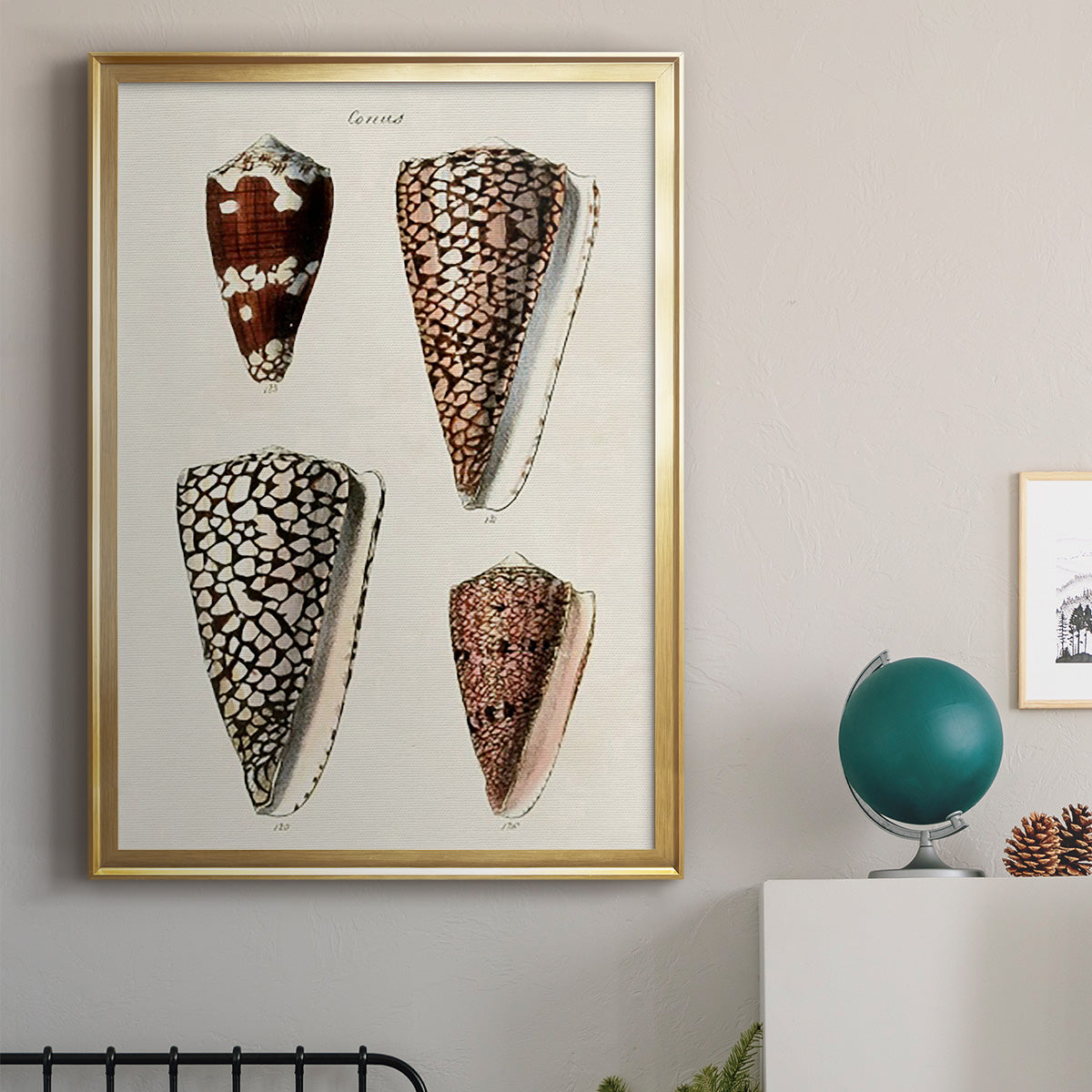 Cone Shell Collection I - Modern Framed Canvas Print