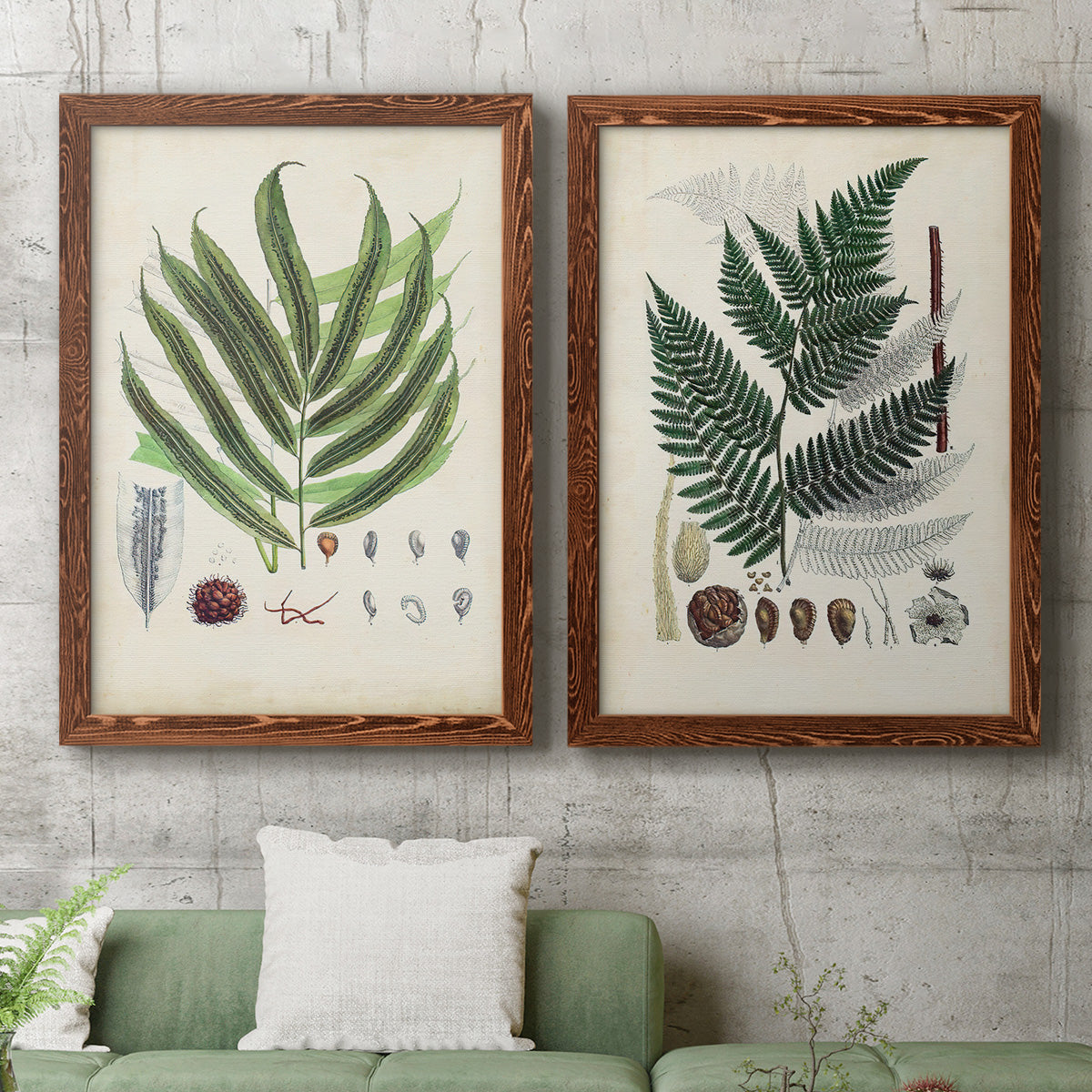 Set of two maple barnwood framed canvas prints depicting a coordinated art pair of vintage fern specimens with botanical details rendered as natural-history fern plates above a sofa in a modern living room.