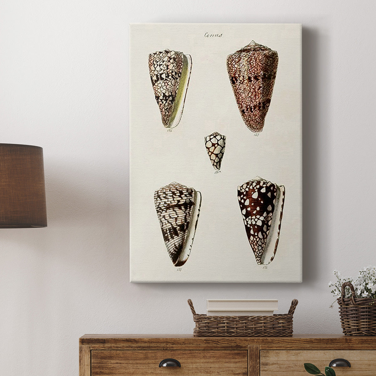 Cone Shell Collection III Premium Gallery Wrapped Canvas - Ready to Hang