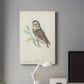 Little Owl Premium Gallery Wrapped Canvas - Ready to Hang