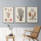 Knorr Shells & Coral I - Framed Premium Gallery Wrapped Canvas L Frame 3 Piece Set - Ready to Hang