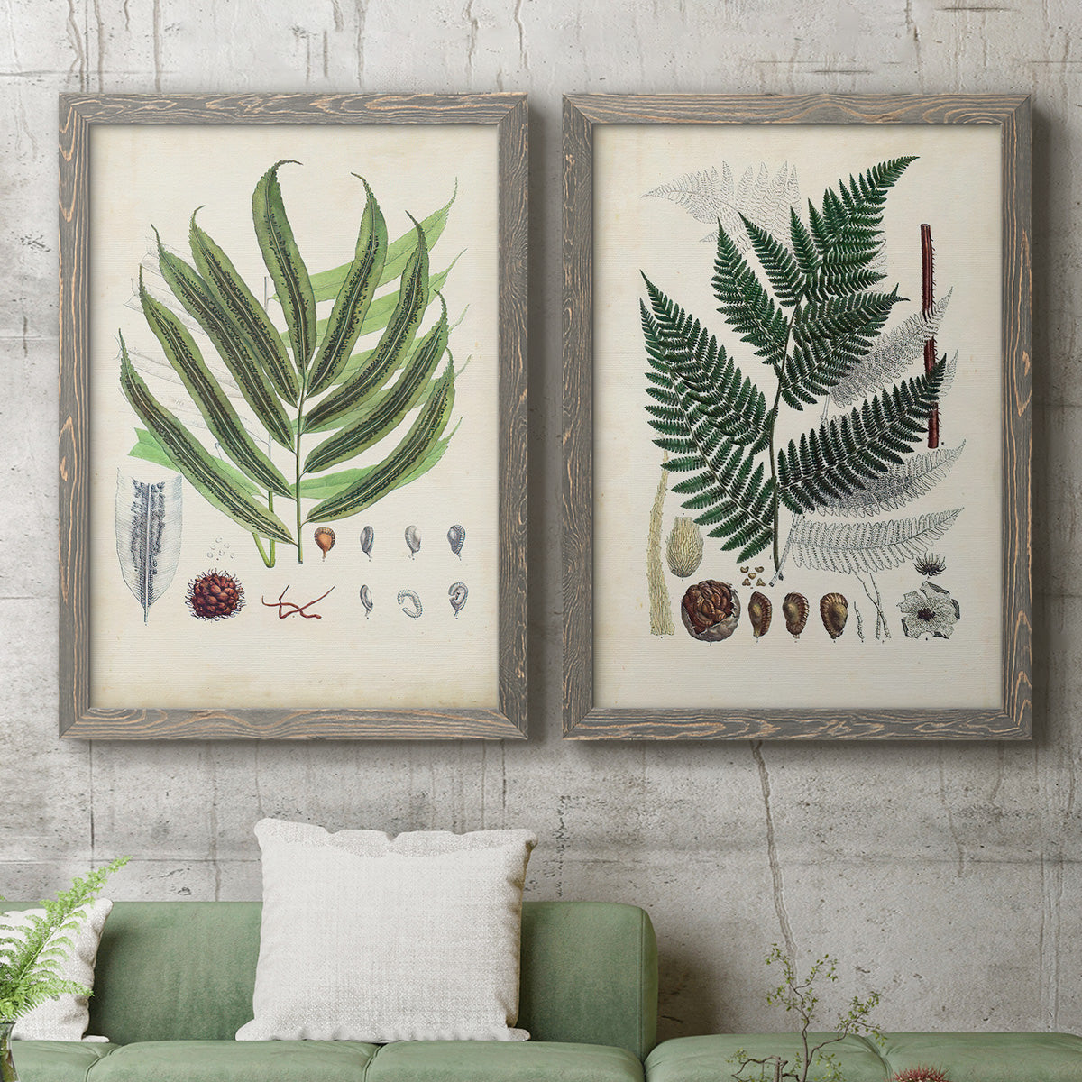 Set of two gray barnwood framed canvas prints depicting a coordinated art pair of vintage fern specimens with botanical details rendered as natural-history fern plates above a sofa in a modern living room.