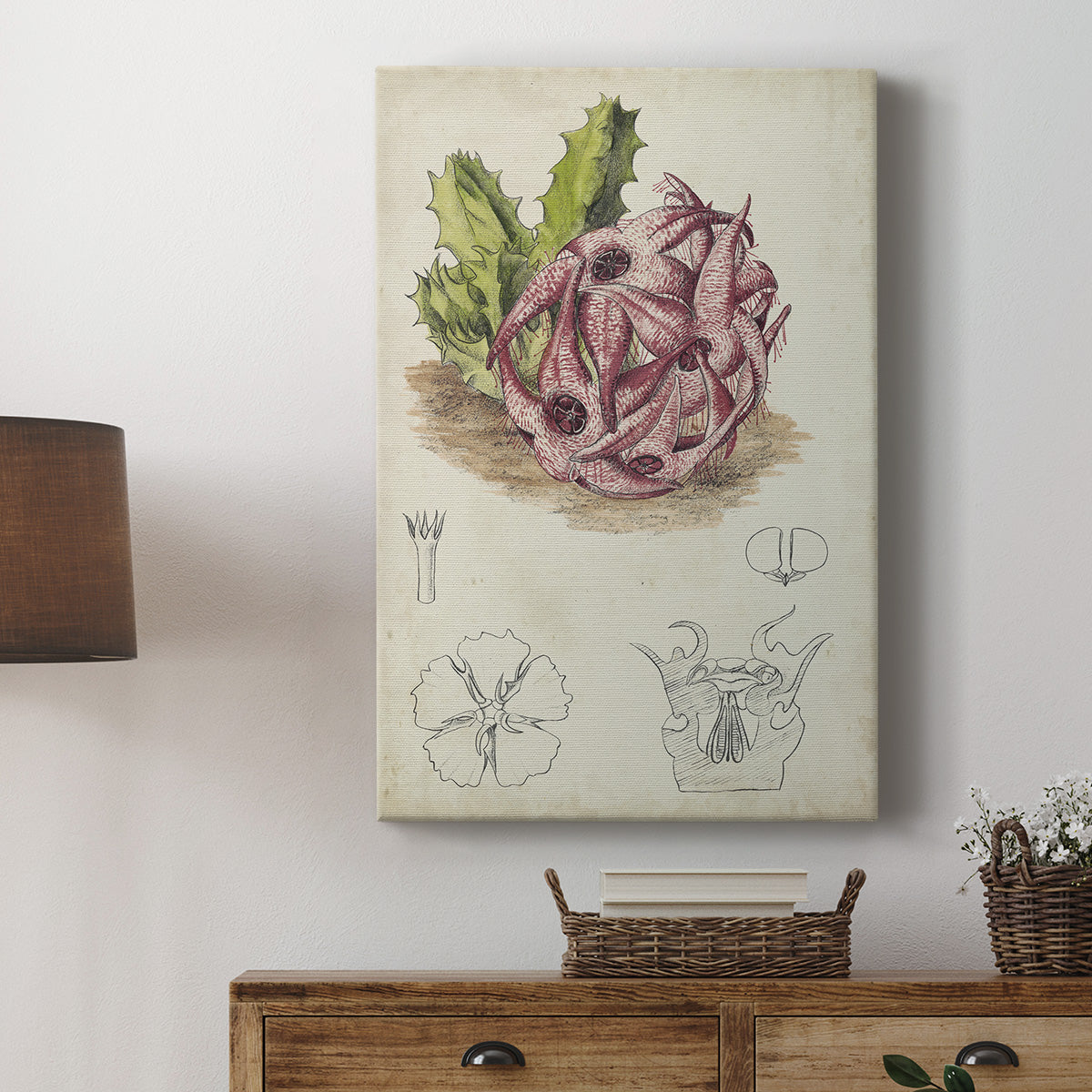 Antique Cactus III Premium Gallery Wrapped Canvas - Ready to Hang