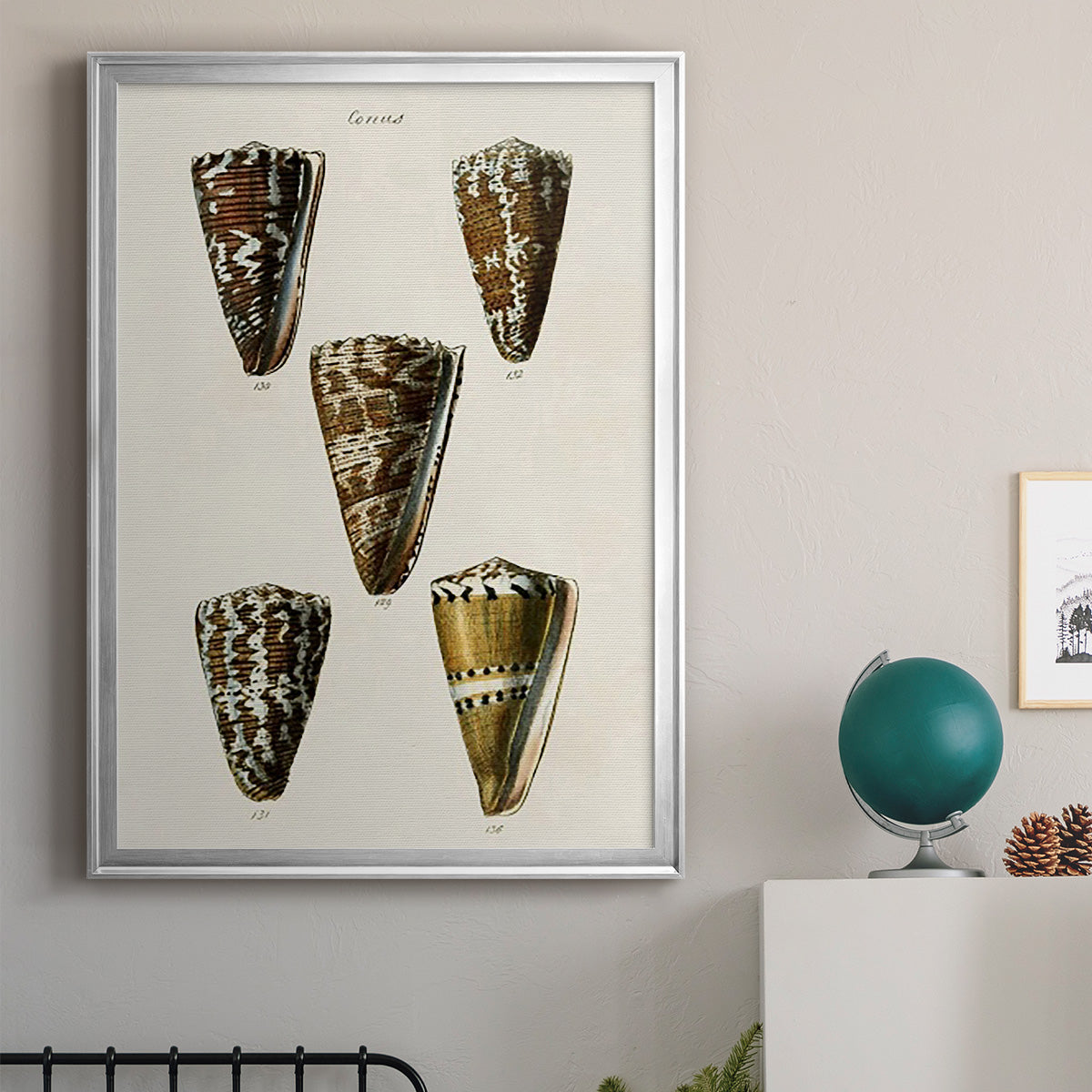 Cone Shell Collection V - Modern Framed Canvas Print