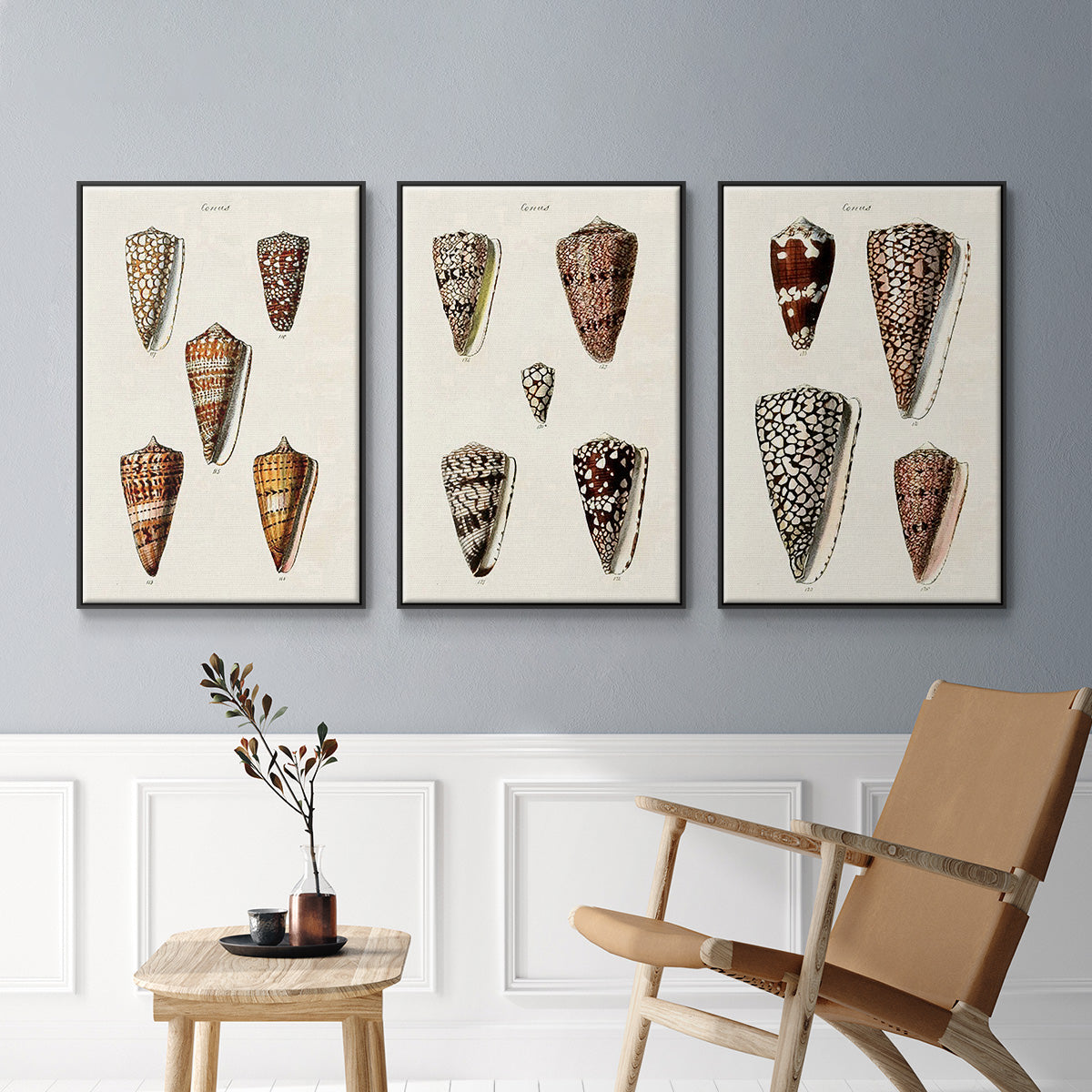 Cone Shell Collection I - Framed Premium Gallery Wrapped Canvas L Frame 3 Piece Set - Ready to Hang