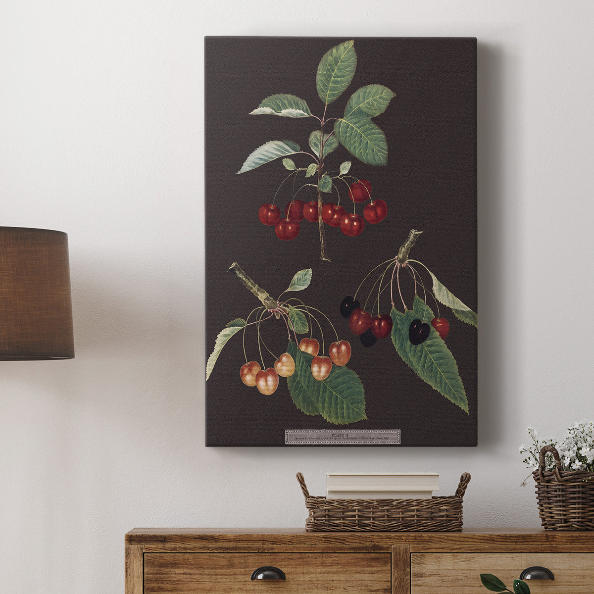 Brookshaw Cherries - Canvas Art Print