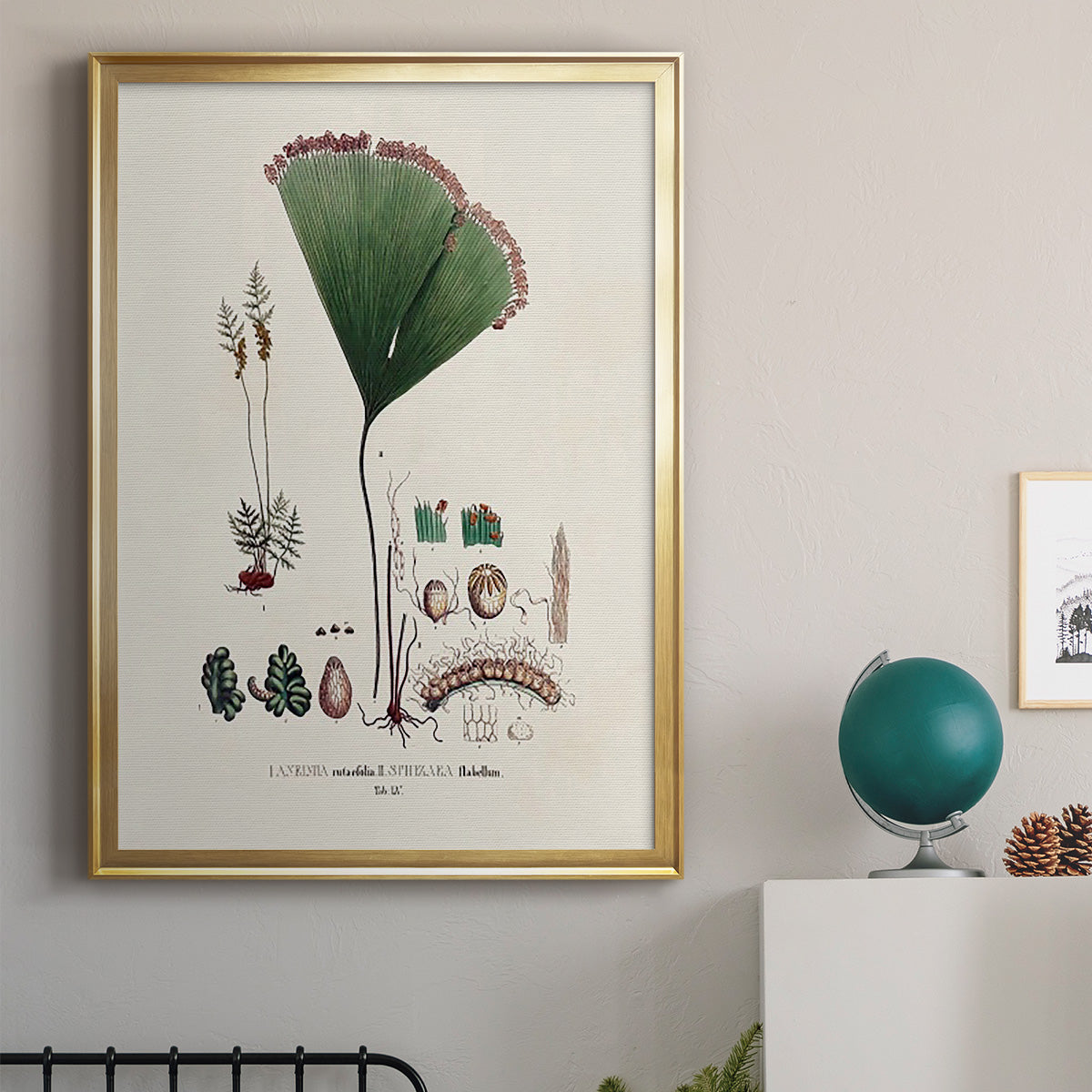 Botanical Society Ferns IX - Modern Framed Canvas Print